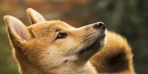 Dogecoin Madenciliği Yapan Z Squared, Coeptis ile Birleşiyor Kripto Odaklı Dev Bir Haline Geliyor