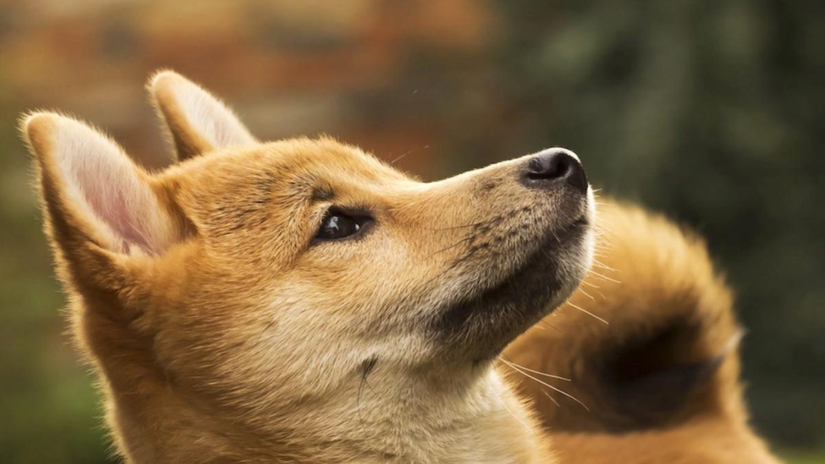 Dogecoin Madenciliği Yapan Z Squared, Coeptis ile Birleşiyor Kripto Odaklı Dev Bir Haline Geliyor 2 dogecoin-madenciligi-yapan-z-squared-coeptis-ile-birlesiyor-kripto-odakli-dev-bir-haline-geliyor-hX9BdhrR.jpg
