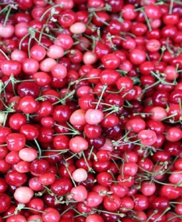 Manisa’da sezonun ilk kirazı 3.500 TL’den satıldı! Türkiye’nin erkenci üreticisi sahneye çıktı 8 manisada-sezonun-ilk-kirazi-3500-tlden-satildi-turkiyenin-erkenci-ureticisi-sahneye-cikti-9HaIvjAc.jpg