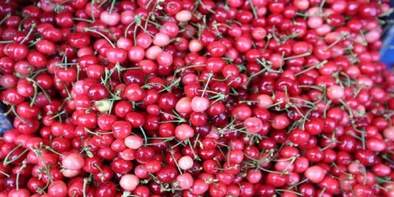 Manisa’da sezonun ilk kirazı 3.500 TL’den satıldı! Türkiye’nin erkenci üreticisi sahneye çıktı