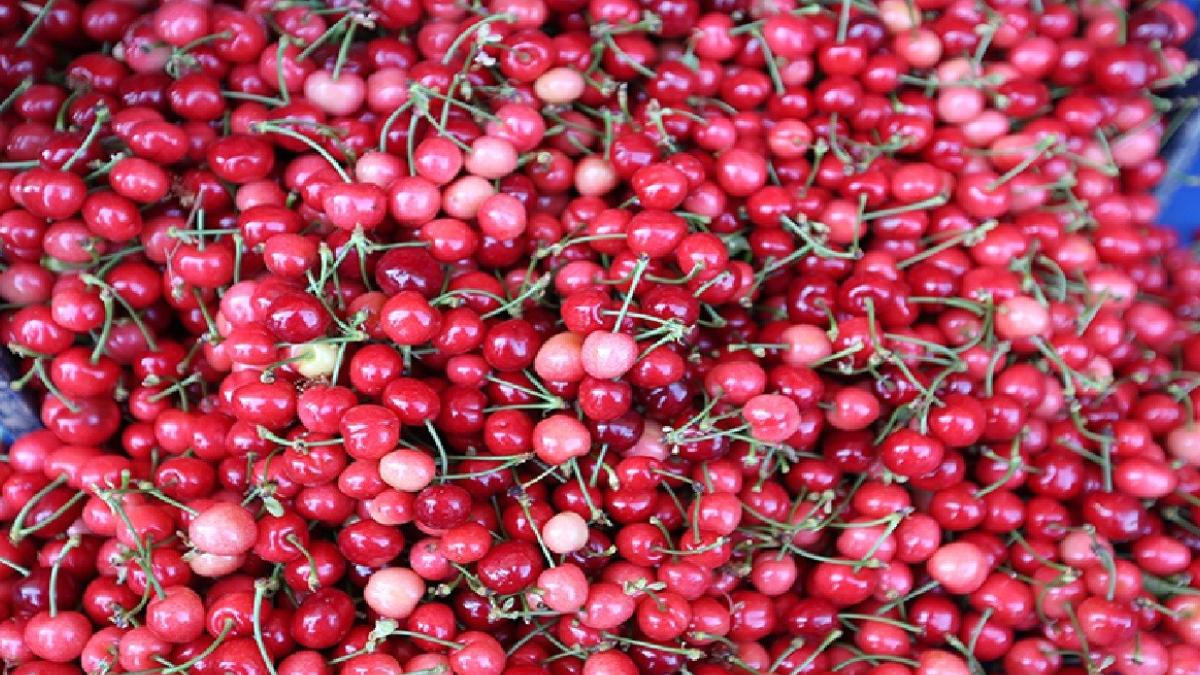 Manisa’da sezonun ilk kirazı 3.500 TL’den satıldı! Türkiye’nin erkenci üreticisi sahneye çıktı 2 manisada-sezonun-ilk-kirazi-3500-tlden-satildi-turkiyenin-erkenci-ureticisi-sahneye-cikti-9HaIvjAc.jpg
