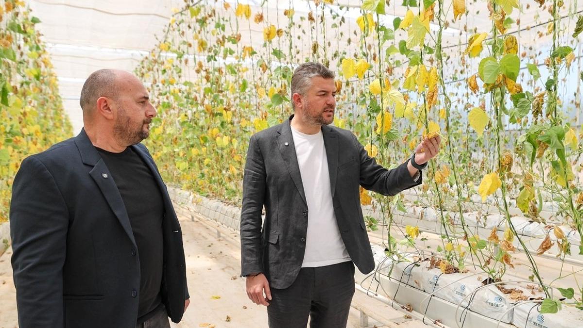 Buca Belediyesi’nin serasına sabotaj! Büyük zarar tarım üretimi hedef alındı 2 buca-belediyesinin-serasina-sabotaj-buyuk-zarar-tarim-uretimi-hedef-alindi-126EDVHK.jpg