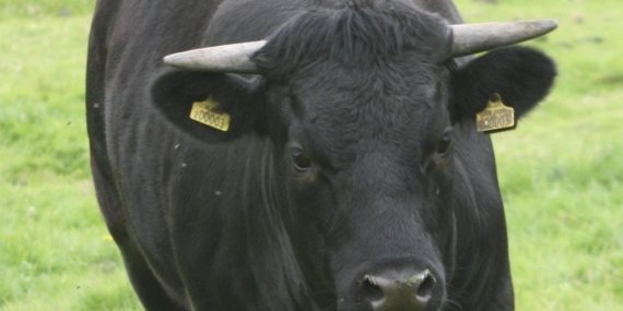 eToro Nasdaq’ta Halka Arz Oldu, İlk Gün Yüzde 29 Değer Kazandı