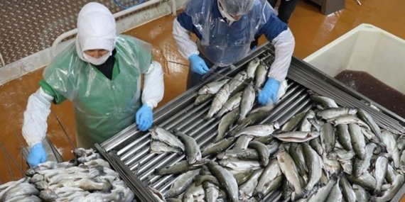 Türk Su Ürünleri İhracatı Son 5 Yılda İki Katına Çıktı