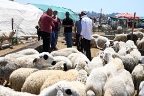 Adana’da Kurbanlık Fiyatları Sert Düştü, Küçükbaş Kurban 13 Bin TL’ye Geriledi 3 adanada-kurbanlik-fiyatlari-sert-dustu-kucukbas-kurban-13-bin-tlye-geriledi-MyT6uACK.jpg