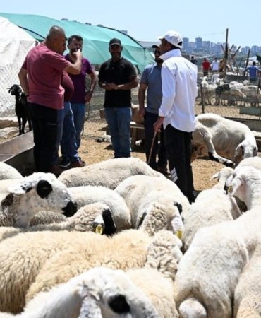 Adana’da Kurbanlık Fiyatları Sert Düştü, Küçükbaş Kurban 13 Bin TL’ye Geriledi 7 adanada-kurbanlik-fiyatlari-sert-dustu-kucukbas-kurban-13-bin-tlye-geriledi-MyT6uACK.jpg