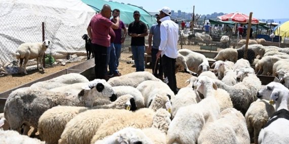 Adana’da Kurbanlık Fiyatları Sert Düştü, Küçükbaş Kurban 13 Bin TL’ye Geriledi