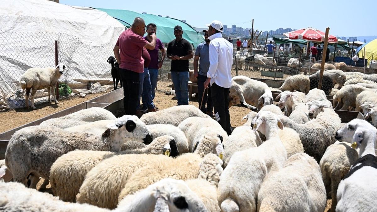 Adana’da Kurbanlık Fiyatları Sert Düştü, Küçükbaş Kurban 13 Bin TL’ye Geriledi 2 adanada-kurbanlik-fiyatlari-sert-dustu-kucukbas-kurban-13-bin-tlye-geriledi-MyT6uACK.jpg