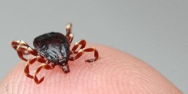 KKKA şüphesi iki can aldı Tunceli ve Tokat’ta ölüm vakaları artıyor 10 kkka-suphesi-iki-can-aldi-tunceli-ve-tokatta-olum-vakalari-artiyor-JxGt8InW.jpg