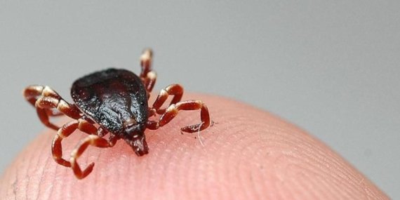 KKKA şüphesi iki can aldı Tunceli ve Tokat’ta ölüm vakaları artıyor