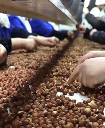 Rekabet Kurumu’ndan Fındık Piyasasına Uyarı: Ferrero, Müdahale Fiyatının Altında Alım Yapamayacak 2 rekabet-kurumundan-findik-piyasasina-uyari-ferrero-mudahale-fiyatinin-altinda-alim-yapamayacak-edBkC7xy.jpg