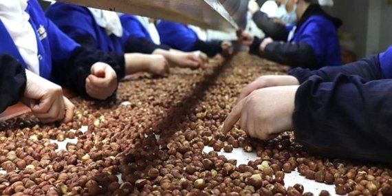 Rekabet Kurumu’ndan Fındık Piyasasına Uyarı: Ferrero, Müdahale Fiyatının Altında Alım Yapamayacak