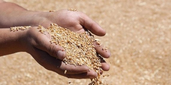 TMO 1 milyon tonu aştı! Üreticiden alınan buğday ve arpa için ödemeler başlıyor