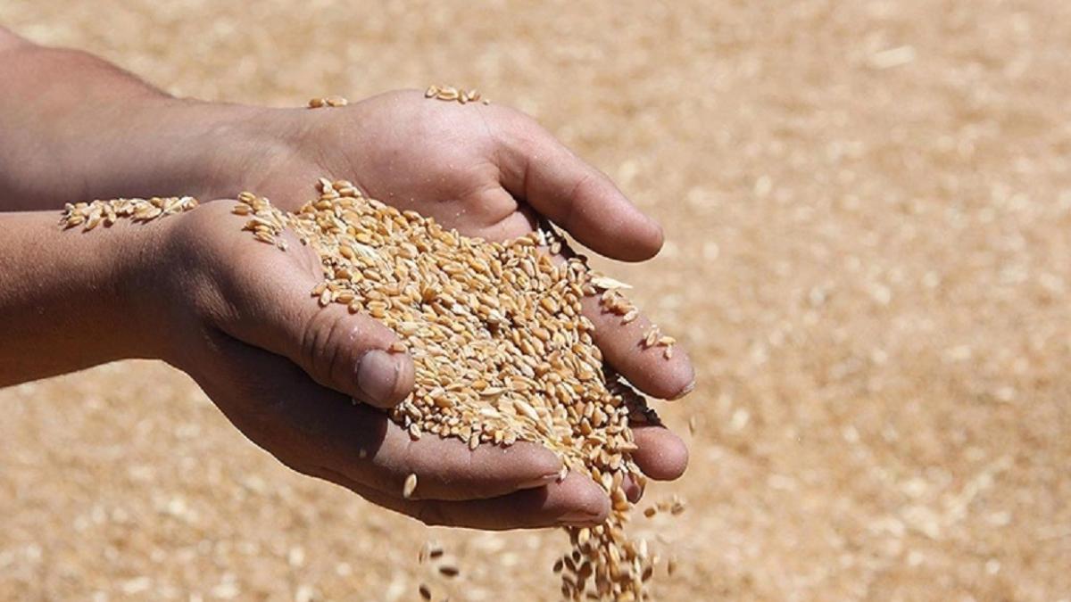 TMO 1 milyon tonu aştı! Üreticiden alınan buğday ve arpa için ödemeler başlıyor 2 tmo-1-milyon-tonu-asti-ureticiden-alinan-bugday-ve-arpa-icin-odemeler-basliyor-PZGiqJWW.jpg