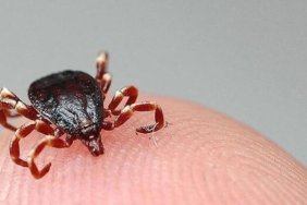 Türkiye’de kene alarmı artıyor! Yeni tür şehirlerde bile tehdit saçıyor 1 turkiyede-kene-alarmi-artiyor-yeni-tur-sehirlerde-bile-tehdit-saciyor-WMxErrUW.jpg