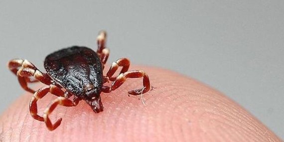 Türkiye’de kene alarmı artıyor! Yeni tür şehirlerde bile tehdit saçıyor