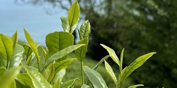 ÇAYKUR’dan Türk çayında devrim gibi yenilikler