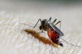 Dünya Sağlık Örgütü (DSÖ) Uyarısı: chikungunya Virüsü Küresel Salgın Riski Taşıyor 5 dunya-saglik-orgutu-dso-uyarisi-chikungunya-virusu-kuresel-salgin-riski-tasiyor-cvQyGC1F.jpg