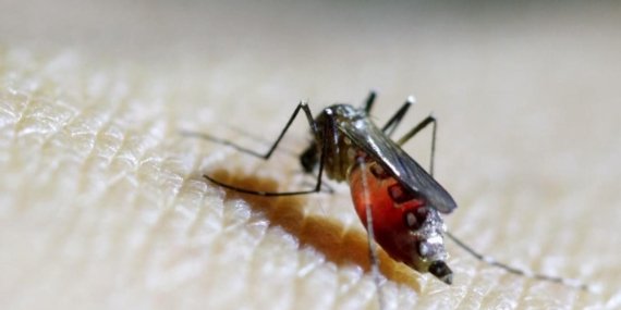 Dünya Sağlık Örgütü (DSÖ) Uyarısı: chikungunya Virüsü Küresel Salgın Riski Taşıyor