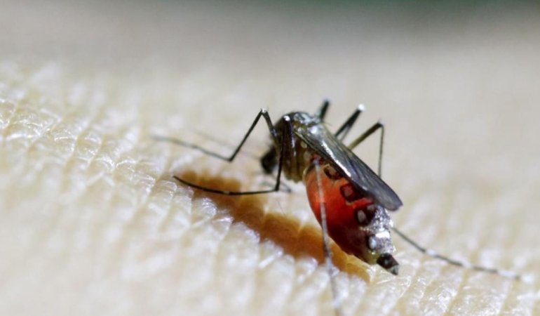 dunya-saglik-orgutu-dso-uyarisi-chikungunya-virusu-kuresel-salgin-riski-tasiyor-cvQyGC1F.jpg