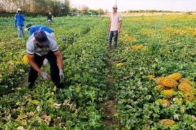 Kayısı felaketinin ardından Malatya'da yüzleri kavun ve karpuz güldürdü! Tarlalarda yoğun hasat mesaisi başladı 1 kayisi-felaketinin-ardindan-malatyada-yuzleri-kavun-ve-karpuz-guldurdu-tarlalarda-yogun-hasat-mesaisi-basladi-JjSX9bIk.jpg