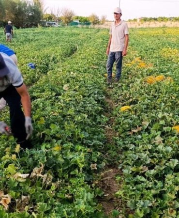 Kayısı felaketinin ardından Malatya'da yüzleri kavun ve karpuz güldürdü! Tarlalarda yoğun hasat mesaisi başladı 8 kayisi-felaketinin-ardindan-malatyada-yuzleri-kavun-ve-karpuz-guldurdu-tarlalarda-yogun-hasat-mesaisi-basladi-JjSX9bIk.jpg