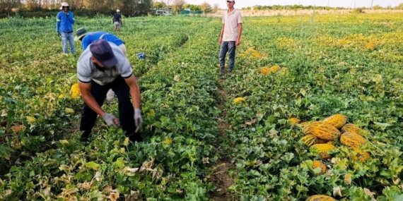 Kayısı felaketinin ardından Malatya’da yüzleri kavun ve karpuz güldürdü! Tarlalarda yoğun hasat mesaisi başladı