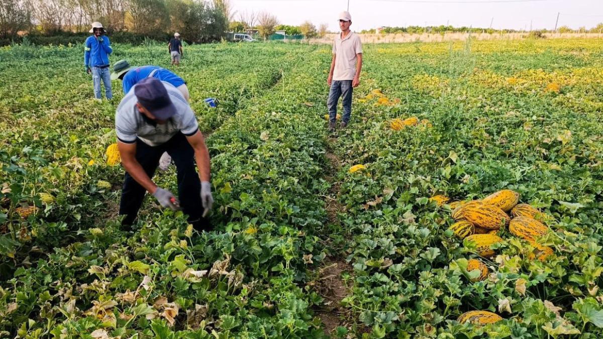 Kayısı felaketinin ardından Malatya'da yüzleri kavun ve karpuz güldürdü! Tarlalarda yoğun hasat mesaisi başladı 2 kayisi-felaketinin-ardindan-malatyada-yuzleri-kavun-ve-karpuz-guldurdu-tarlalarda-yogun-hasat-mesaisi-basladi-JjSX9bIk.jpg