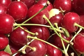 visne-tarlalari-bos-kaldi-uretici-sokta-sezon-baslamadan-bitti-4dpmRPhK.jpg