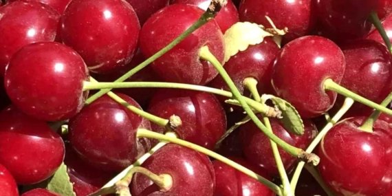 Vişne tarlaları boş kaldı üretici şokta! Sezon başlamadan bitti