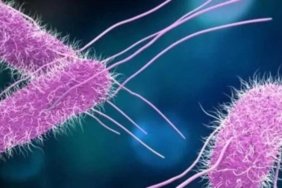 Yazın Gizli Tehlikesi! Piknikte Salmonella Alarmı: Zehirlenme Vakaları Artıyor 1 yazin-gizli-tehlikesi-piknikte-salmonella-alarmi-zehirlenme-vakalari-artiyor-5weROnqS.jpg