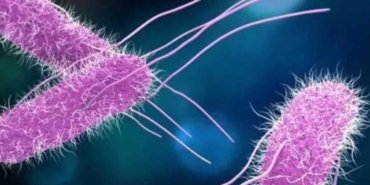 Yazın Gizli Tehlikesi! Piknikte Salmonella Alarmı: Zehirlenme Vakaları Artıyor 5 yazin-gizli-tehlikesi-piknikte-salmonella-alarmi-zehirlenme-vakalari-artiyor-5weROnqS.jpg