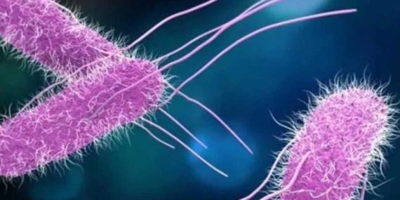 Yazın Gizli Tehlikesi! Piknikte Salmonella Alarmı: Zehirlenme Vakaları Artıyor