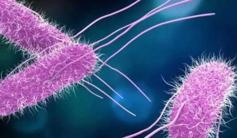 Yazın Gizli Tehlikesi! Piknikte Salmonella Alarmı: Zehirlenme Vakaları Artıyor 6 yazin-gizli-tehlikesi-piknikte-salmonella-alarmi-zehirlenme-vakalari-artiyor-5weROnqS.jpg