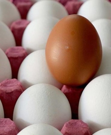 Yumurtada tarihi karar! Son tüketim tarihi kalktı, yerine tavsiye edilen tarih geldi 9 yumurtada-tarihi-karar-son-tuketim-tarihi-kalkti-yerine-tavsiye-edilen-tarih-geldi-twJ8MXdm.jpg