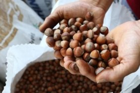 Fındık Fiyatlarında Beklenen Sürpriz! Üreticiden Emanet Uyarısı ve 250 TL Tahmini 2 findik-fiyatlarinda-beklenen-surpriz-ureticiden-emanet-uyarisi-ve-250-tl-tahmini-czd83jUm.jpg
