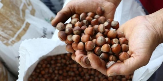 Fındık Fiyatlarında Beklenen Sürpriz! Üreticiden Emanet Uyarısı ve 250 TL Tahmini