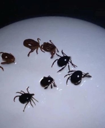 Kene Isırığıyla Bulaşan Alpha-Gal Sendromu Et ve Süte Karşı Ölümcül Alerjiye Neden Olabiliyor 5 kene-isirigiyla-bulasan-alpha-gal-sendromu-et-ve-sute-karsi-olumcul-alerjiye-neden-olabiliyor-UiJ3dByE.jpg