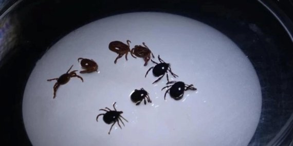 Kene Isırığıyla Bulaşan Alpha-Gal Sendromu Et ve Süte Karşı Ölümcül Alerjiye Neden Olabiliyor