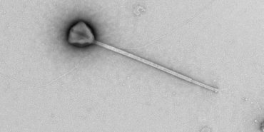 kuyruguyla-rekor-kiran-dev-virus-kesfedildi-d56cp2ex.jpg