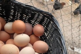 Yumurtada Fiyatlar Arttı: 30’lu Koliler 170 TL’ye Dayandı 1 yumurtada-fiyatlar-artti-30lu-koliler-170-tlye-dayandi-pvzpsRsM.jpg