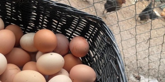 Yumurtada Fiyatlar Arttı: 30’lu Koliler 170 TL’ye Dayandı