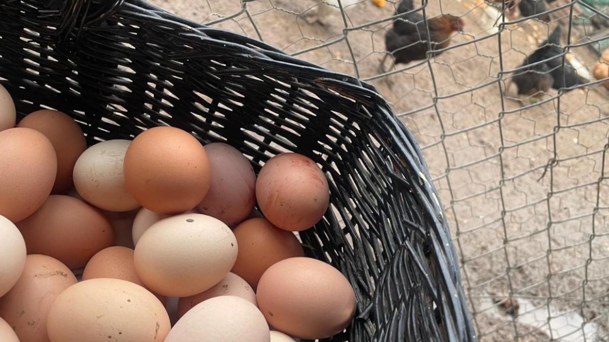 Yumurtada Fiyatlar Arttı: 30’lu Koliler 170 TL’ye Dayandı 2 yumurtada-fiyatlar-artti-30lu-koliler-170-tlye-dayandi-pvzpsRsM.jpg