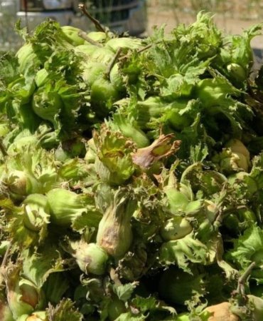Ziraat Odası Başkanı Uyardı Fındık Fiyatları Serbest Piyasada 500 TL’yi Görebilir 7 ziraat-odasi-baskani-uyardi-findik-fiyatlari-serbest-piyasada-500-tlyi-gorebilir-E1YCtgJf.jpg