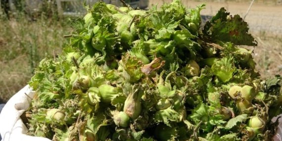 Ziraat Odası Başkanı Uyardı Fındık Fiyatları Serbest Piyasada 500 TL’yi Görebilir