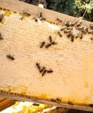 Doğu Karadeniz'de Arıcılık Alarm Veriyor! Bal Hasadı Vasat Geçerken, Gençler Sektöre İlgisiz 7 dogu-karadenizde-aricilik-alarm-veriyor-bal-hasadi-vasat-gecerken-gencler-sektore-ilgisiz-PL6ZU11S.jpg