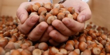 Fındık İhracatından Rekor Gelir! Türkiye, 124 Ülkeye 2,5 Milyar Dolarlık Fındık Sattı 10 findik-ihracatindan-rekor-gelir-turkiye-124-ulkeye-25-milyar-dolarlik-findik-satti-UW4rhXxv.jpg