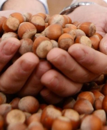 Fındık İhracatından Rekor Gelir! Türkiye, 124 Ülkeye 2,5 Milyar Dolarlık Fındık Sattı 5 findik-ihracatindan-rekor-gelir-turkiye-124-ulkeye-25-milyar-dolarlik-findik-satti-UW4rhXxv.jpg