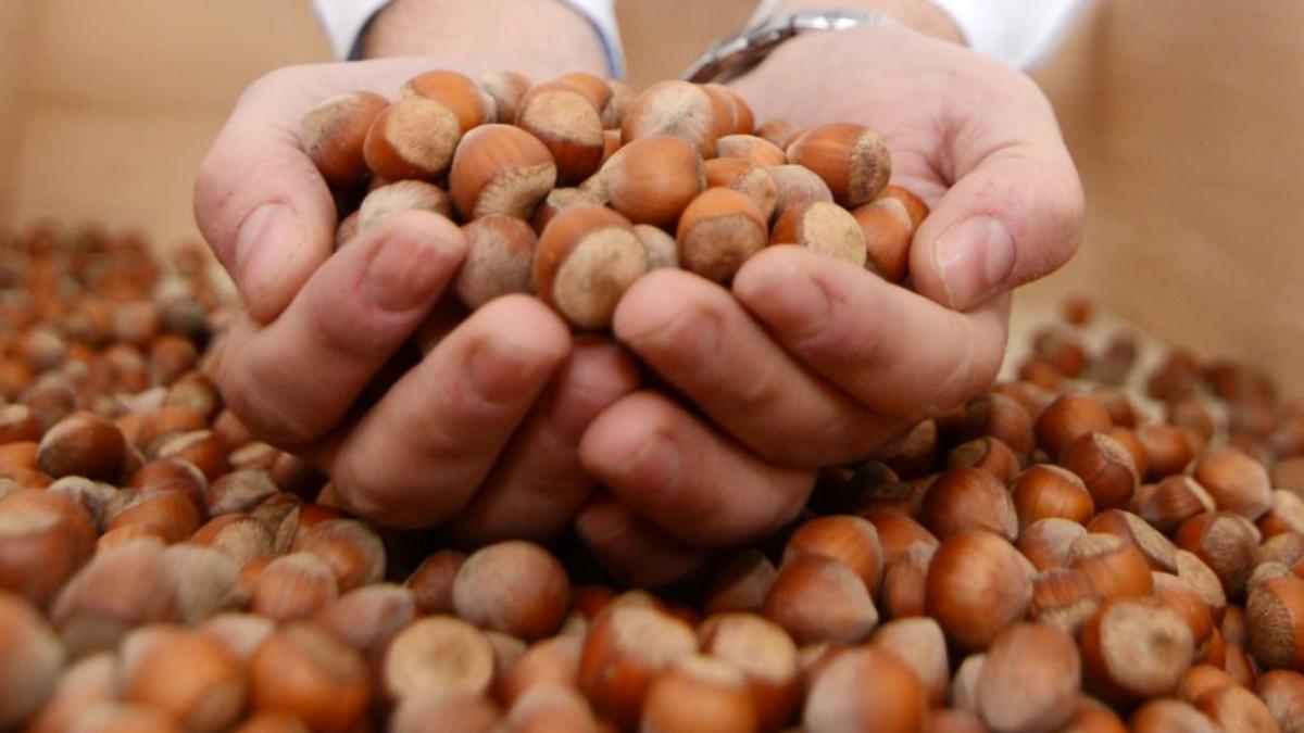 Fındık İhracatından Rekor Gelir! Türkiye, 124 Ülkeye 2,5 Milyar Dolarlık Fındık Sattı 2 findik-ihracatindan-rekor-gelir-turkiye-124-ulkeye-25-milyar-dolarlik-findik-satti-UW4rhXxv.jpg