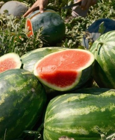 Karpuz Fiyatları Tarlada Dibine Vurdu, Tüketiciye Yüksek Fiyattan Ulaşıyor! 8 karpuz-fiyatlari-tarlada-dibine-vurdu-tuketiciye-yuksek-fiyattan-ulasiyor-ZQvrLT34.jpg